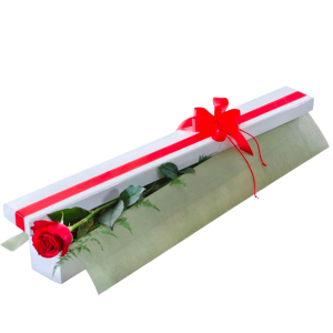First Kiss Red Rose
