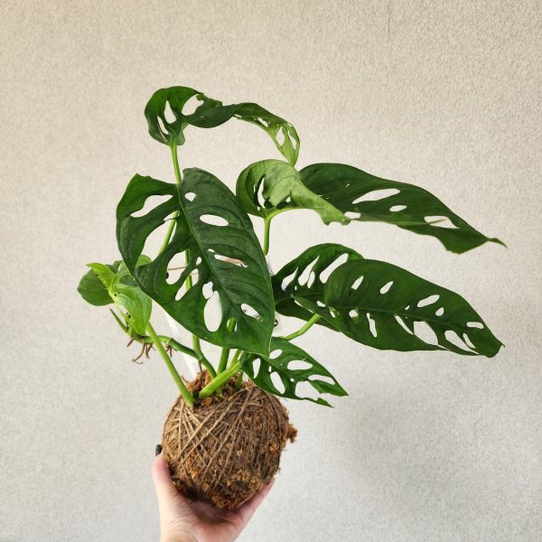 Kokedama Plant 🪴