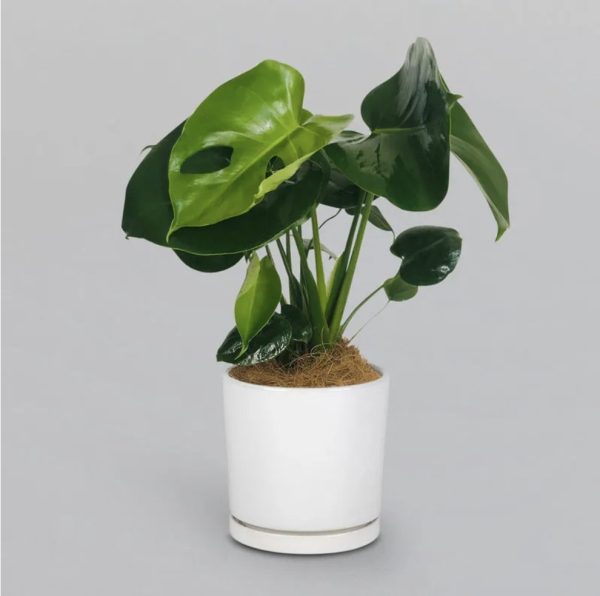 Monstera Plant 🪴